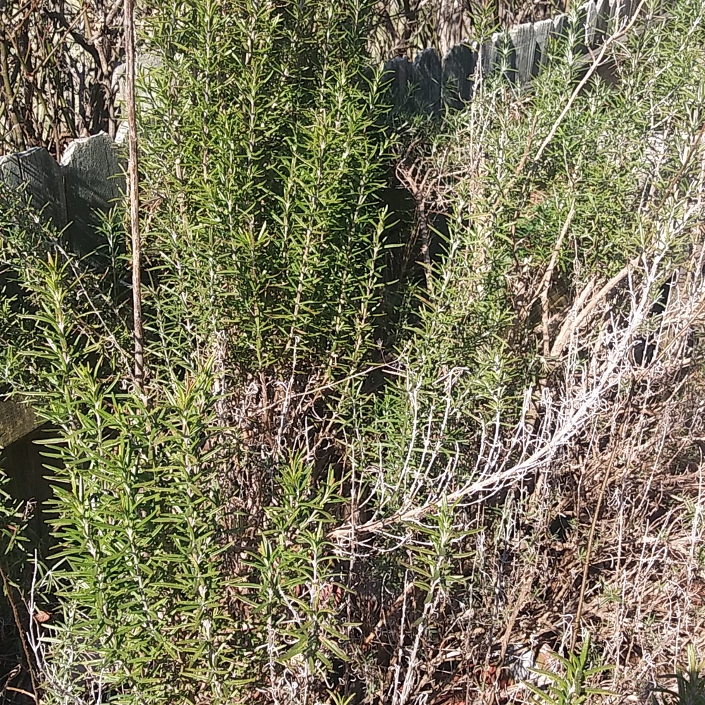Rosemary - Picture 3 of 4